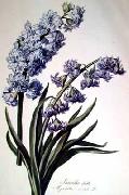 Cornelis van Spaendonck Prints Hyacinth Spain oil painting reproduction